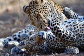 アフリカに野生の輝きを追って<br>Part 1 動物たちの一瞬の表情を狙う