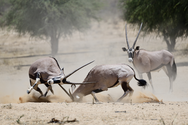 白昼の砂漠で格闘するオリックス。<br>南アフリカ、カラハリ・トランスフロンティアパーク