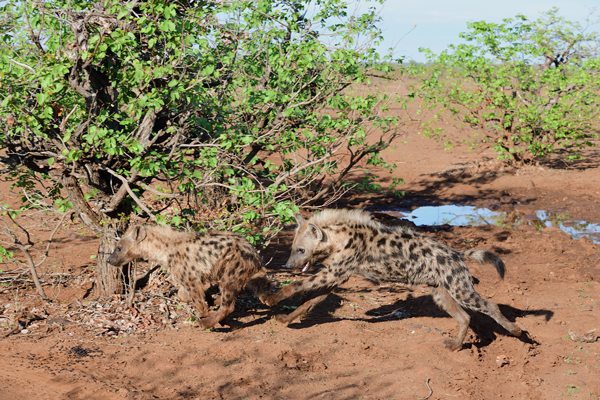 追いかけっこをするブチハイエナの子供。<br>ボツワナ、マシャトゥ動物保護区
