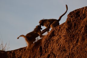 アフリカに野生の輝きを追って<br>Part 2 高速連写でアクションシーンを狙う