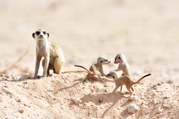 巣穴の外に出てきたミーアキャットの子供たちとベビーシッター役の若いオス。彼らはカラハリ砂漠を代表する動物だ。<br>南アフリカ、カラハリ・トランスフロンティアパーク