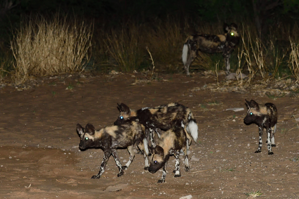 明け方3時にキャンプ場にやってきたリカオンの群れ。絶滅危惧種のイヌ科肉食獣だ。<br>ボツワナ、クッツェ動物保護区。